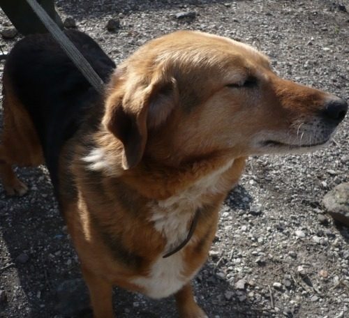 Se adotti un cane trovatello a Livorno, con più di un anno, AGEVOLAZIONI