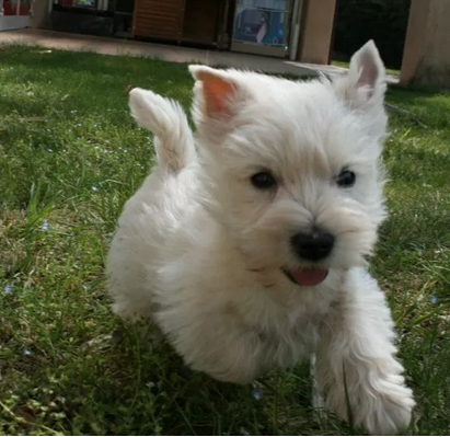 Adorabili west Highland White Terrier 