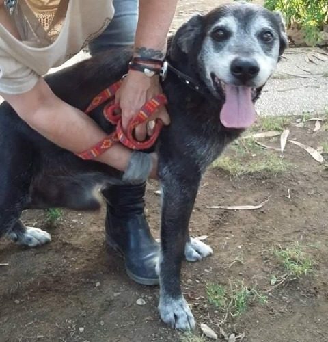 Se adotti un cane trovatello dall'anno in su a Livorno, AGEVOLAZIONI