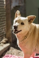 Se adotti un cane trovatello dall'anno in su a Livorno AGEVOLAZIONI