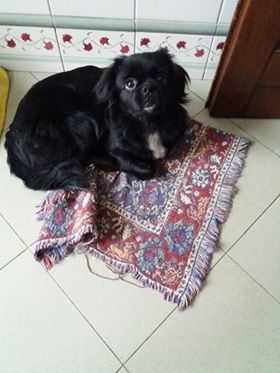 Cucciola  di Tibetan Spaniel