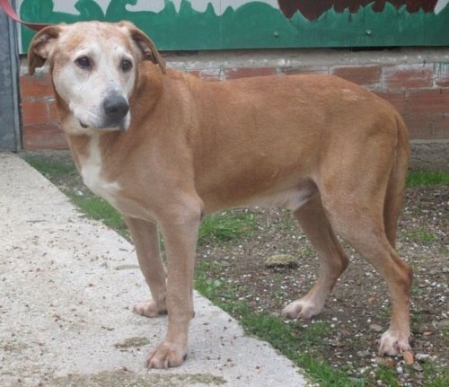 ADOTTATANDO un cane trovatello dall'anno in su a Livorno AGEVOLAZIONI