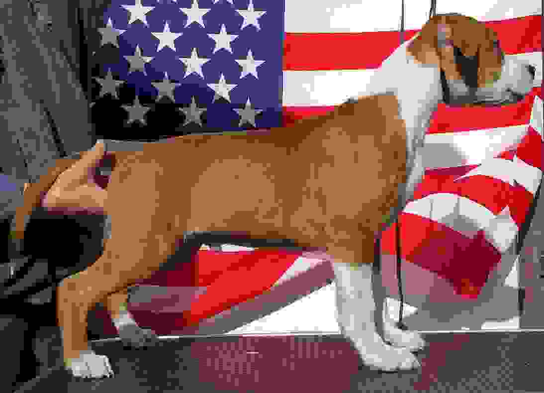 american staffordshire terrier cuccioli ENCI