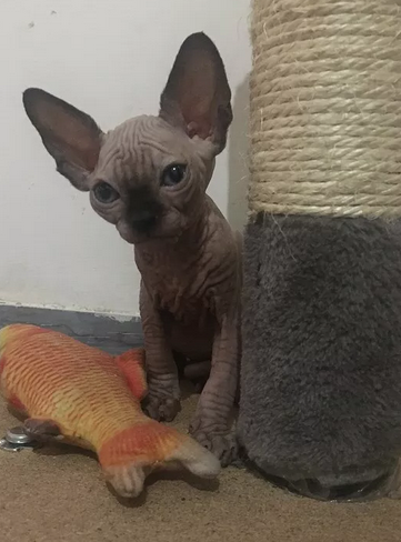 Gatto di Razza Sphynx con Pedigree