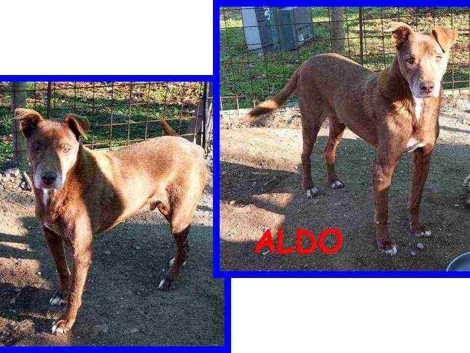 ALDO 9anni massacrato dai cani ora è un signor cane!