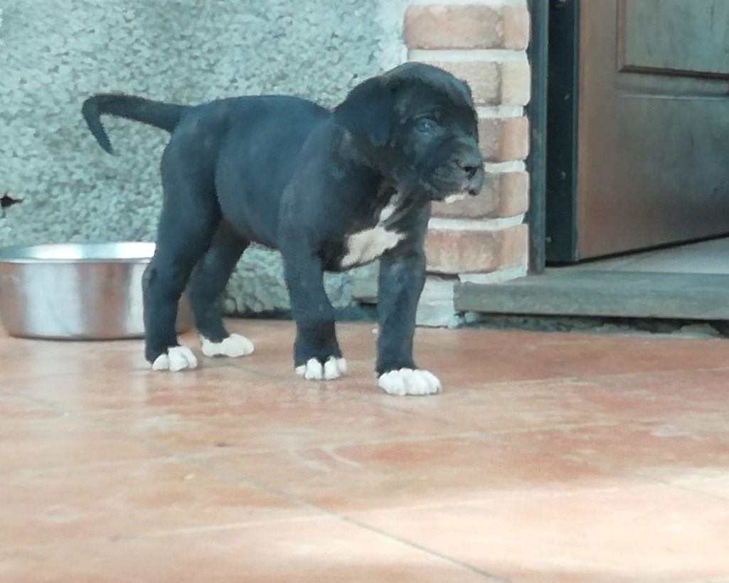 Cucciolo di Cane Corso