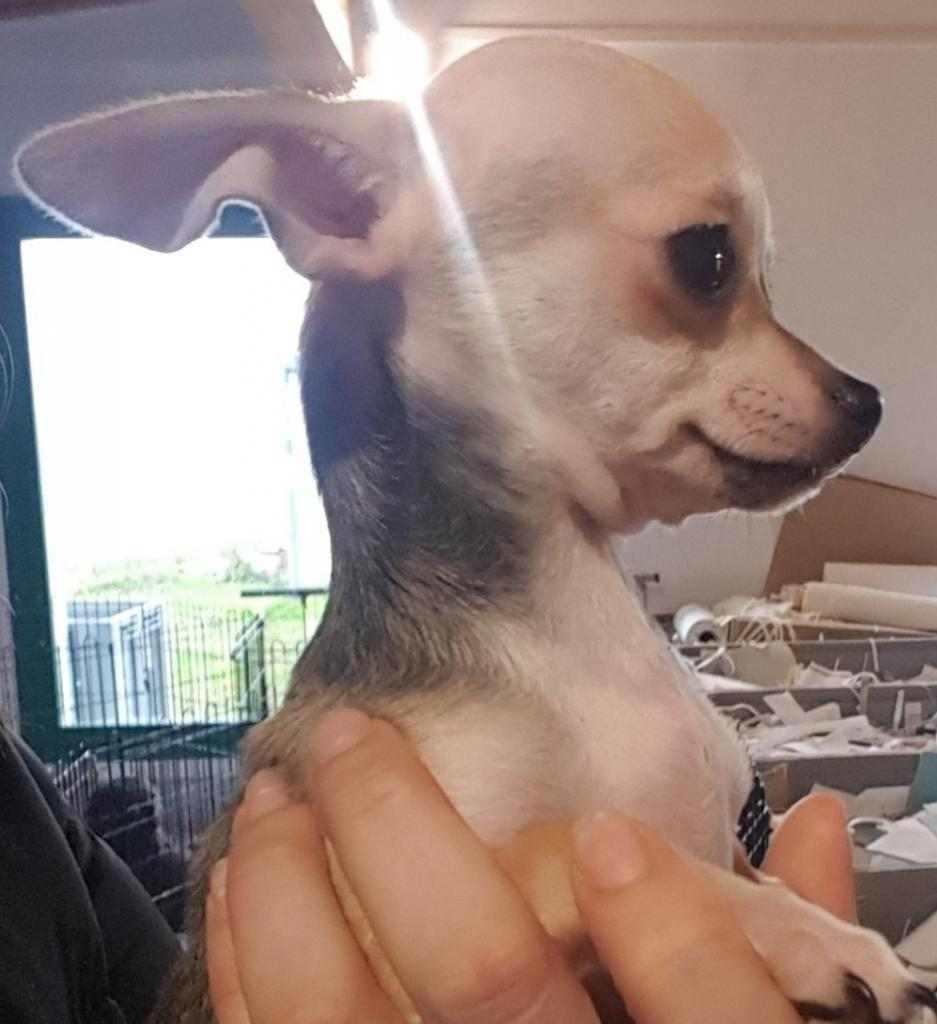 Chihuahua cuccioli di 70 giorni