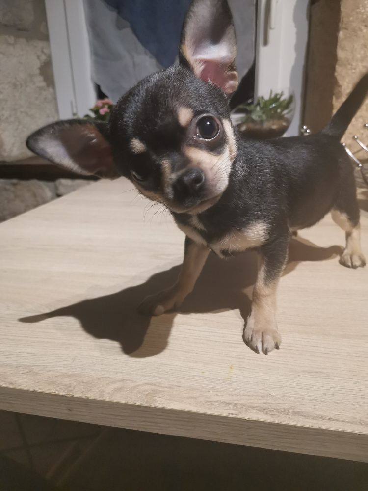 cucciolo Femmina Chihuahua