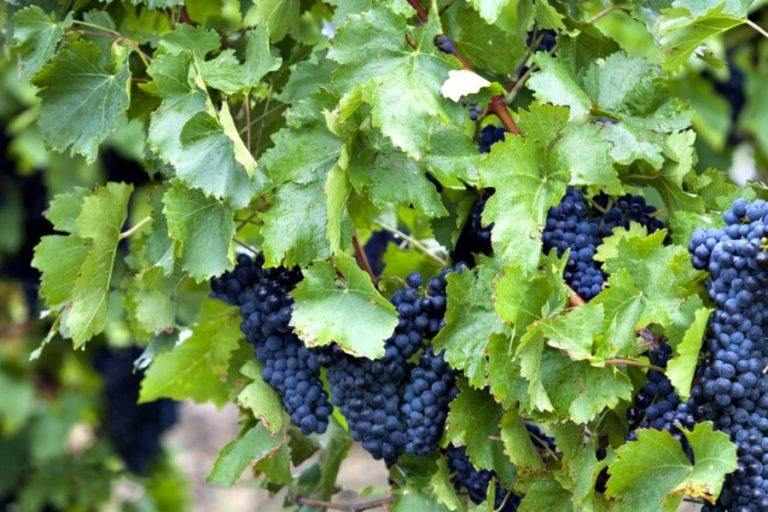 Uva da mosto Biologica Sicilia Nero d'Avola DOC,Inzolia,Trebbiano