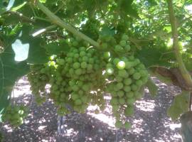 Uva da vino qualità eccellente 