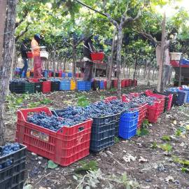 Uva da vino qualità eccellente 