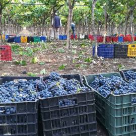 Uva da vino qualità eccellente 