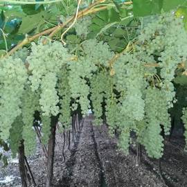 Uva da vino qualità eccellente 